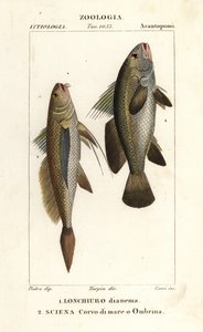 Corvina, Lonchurus lanceolatus e ombrina, Argyrosomus regius da Corsi Corsi