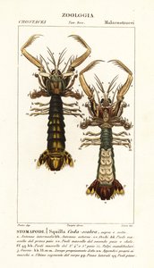 Gambero mantide, Lysiosquilla scabricauda