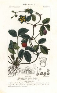 Fragola finta, Potentilla indica da Corsi Corsi