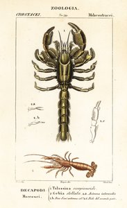 Aragosta di fango e gambero di fango