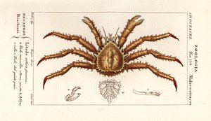 Granchio reale della Norvegia, Lithodes maja