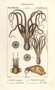Specie di polpi e calamari