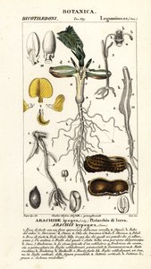 Arachide, Arachis hypogaea da Corsi Corsi