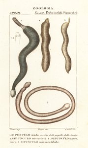 Vermi di arachide, Sipunculus nudus 1, Siphonosoma cumanense 4, ecc.