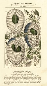 Plankton, Surirella striatula, Surirella striata