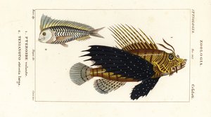 Pesce scorpione rosso, Pterois volitans, e pesce blanquillo blu, Taenianotus latovittatus da Corsi Corsi