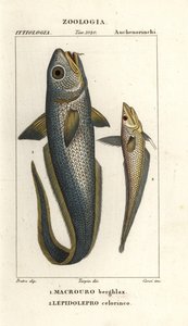 Granatiere dalla testa ruvida, Macrourus berglax e granatiere dal muso cavo, Coelorinchus caelorhincus da Corsi Corsi