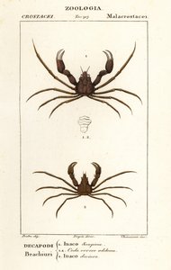 Granchio ragno scorpione e granchio ragno di Leach