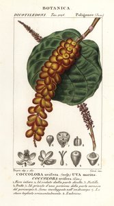 Uva marina, Coccoloba uvifera da Corsi Corsi