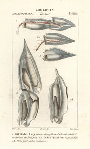 Sifonofori, Diphyes dispar, Diphyes boryi, Difie del Bory da Corsi Corsi