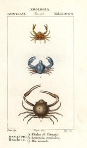 Specie di granchio