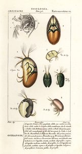 Specie di ostracodi da Corsi Corsi