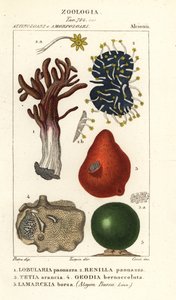 Specie di spugna di mare