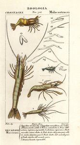 Specie di gamberi da Corsi Corsi