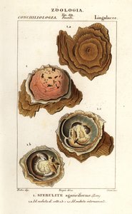 Sferuliti agariciformi da Corsi Corsi
