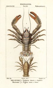 Aragosta squat, Galathea strigosa e Aegla laevis