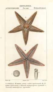 Stella marina, Asterias rubens