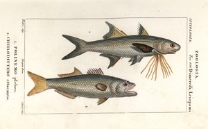 Threadfin striato e pesce azzurro