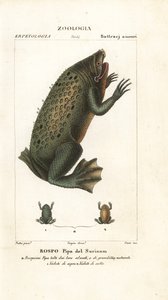 Rana di Suriname, Pipa pipa