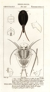 Gamberi girini