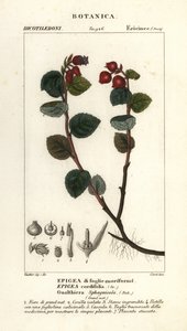 Teaberry, Gaultheria domingensis da Corsi Corsi