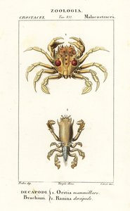 Granchio tigre e granchio rana