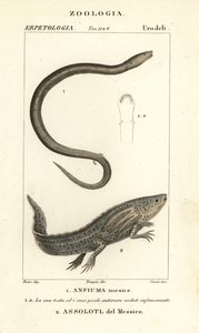 Anfiuma a due dita, Amphiuma means, Anfiuma means 1, e axolotl o pesce ambulante messicano in pericolo critico, Ambystoma mexicanum, Assolotl del Messico 2 da Corsi Corsi