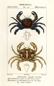 Granchio nuotatore vellutato e granchio nuotatore marmorizzato