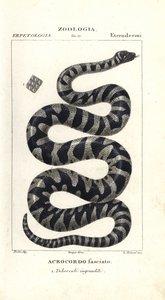 Serpente verrucoso o piccolo serpente a file, Acrochordus granulatus