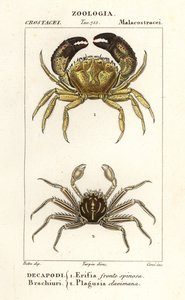 Granchio verrucoso e granchio piatto da Corsi Corsi