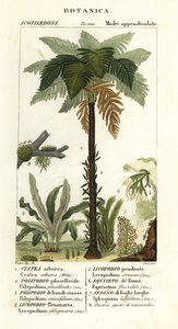 Felce arborea delle Indie Occidentali, Cyathea arborea, felce rampicante, Microgramma piloselloides, felce graziosa, Niphidium crassifolium, felce a nappa grossolana, Huperzia phlegmaria, licopodio a corna di cervo, Lycopodiella cernua, equiseto d