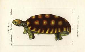 Tartaruga a piedi gialli o tartaruga gigante brasiliana, Chelonoidis denticulatus Testudo tabulata Testuginne intarsiata da Corsi Corsi