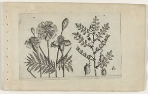 Tagete e cece da Crispijn van de Passe (I) (attributed to)
