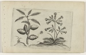 Mandorlo e primula da Crispijn van de Passe (I) (attributed to)