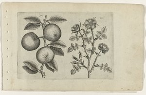 Mela e rosa canina (serie Cognoscite lilia) da Crispijn van de Passe (I) (attributed to)