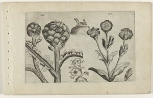 Carciofo e cardo da Crispijn van de Passe (I) (attributed to)