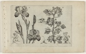 Iris barbato e biancospino corallino