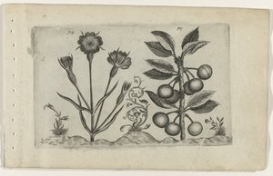 Bolderik e ciliegia acida da Crispijn van de Passe (I) (attributed to)