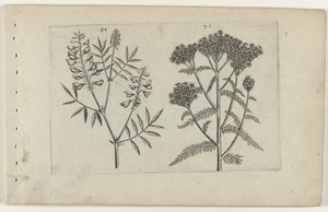 Vicia e achillea (Cognoscite lilia)