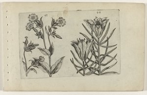 Silene e giglio di campo da Crispijn van de Passe (I) (attributed to)