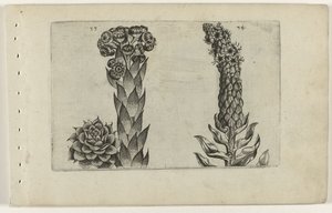 Verbasco e verbasco da Crispijn van de Passe (I) (attributed to)
