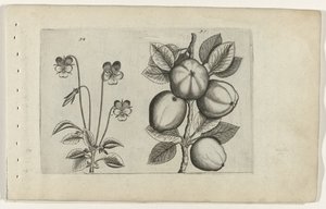 Viola del Pensiero Tricolore e Mela da Crispijn van de Passe (I) (attributed to)