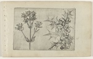 Centaury(?) e Agrifoglio da Crispijn van de Passe (I) (attributed to)