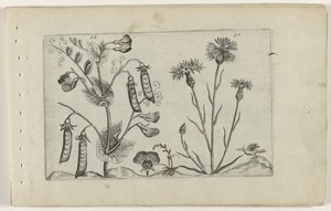 Pisello e fiordaliso da Crispijn van de Passe (I) (attributed to)
