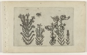Erica comune e ginestra (serie Cognoscite lilia) da Crispijn van de Passe (I) (attributed to)