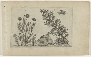 Camomilla comune e crespino da Crispijn van de Passe (I) (attributed to)