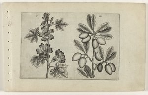 Grande malva e ulivo (serie Cognoscite lilia)