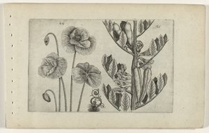Grande papavero e fava da Crispijn van de Passe (I) (attributed to)
