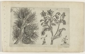 Pino Selvatico e Borragine da Crispijn van de Passe (I) (attributed to)