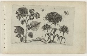 Nocciolo e garofano da Crispijn van de Passe (I) (attributed to)